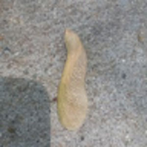 Meet your Posher, Fatfreddy